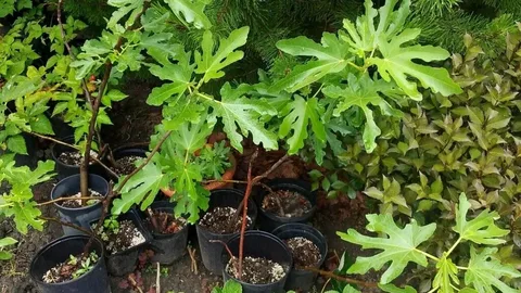 Инжир Янтарный Свет