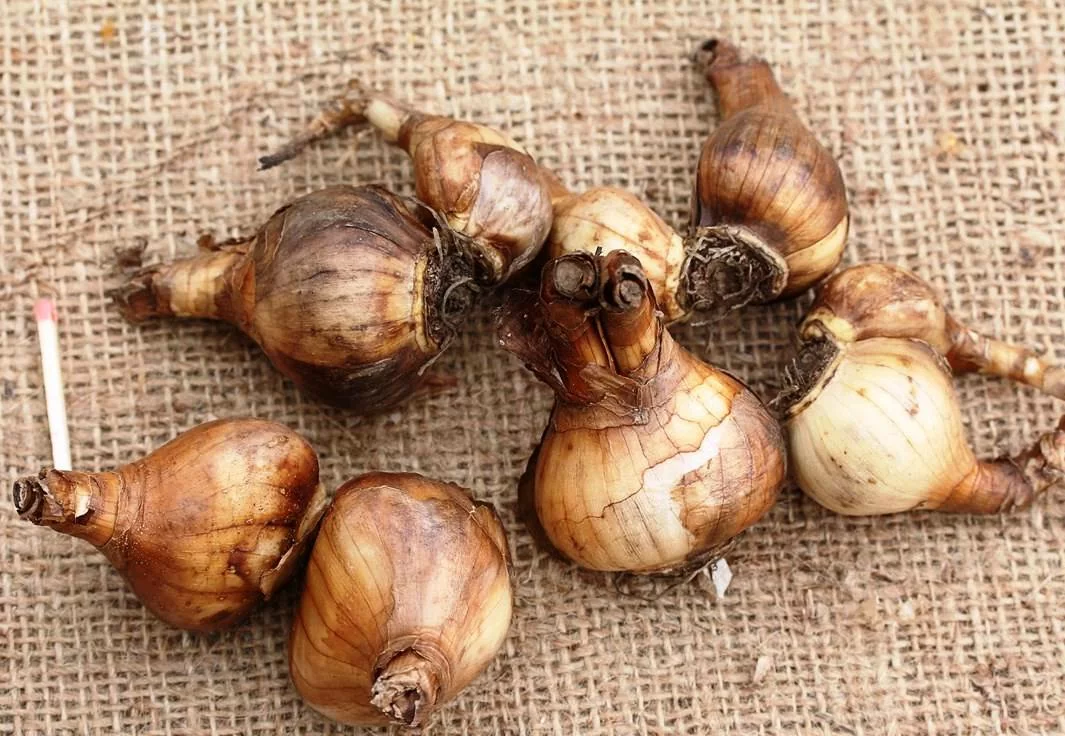 Нарцисс Арт Нубо